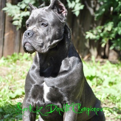 Hell Angels - !!! NEW MALE IN OUR KENNEL !!!