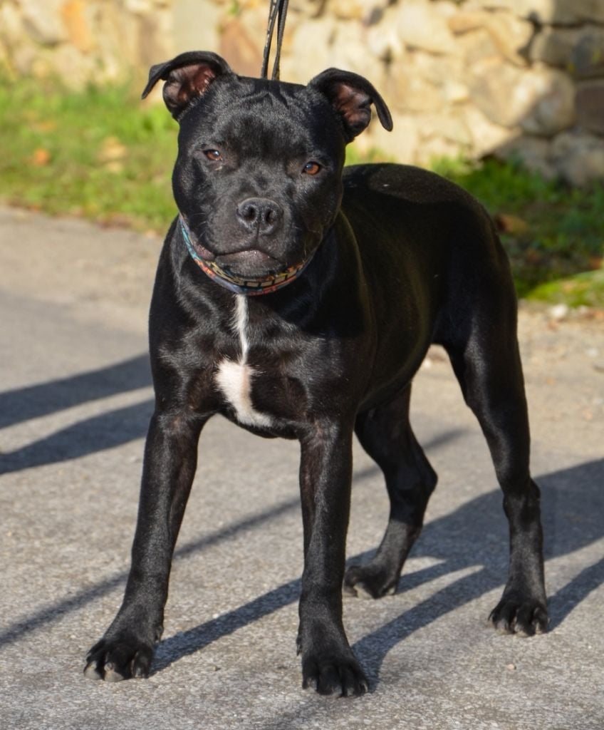 Eminence and Class - Chiots disponibles - Staffordshire Bull Terrier