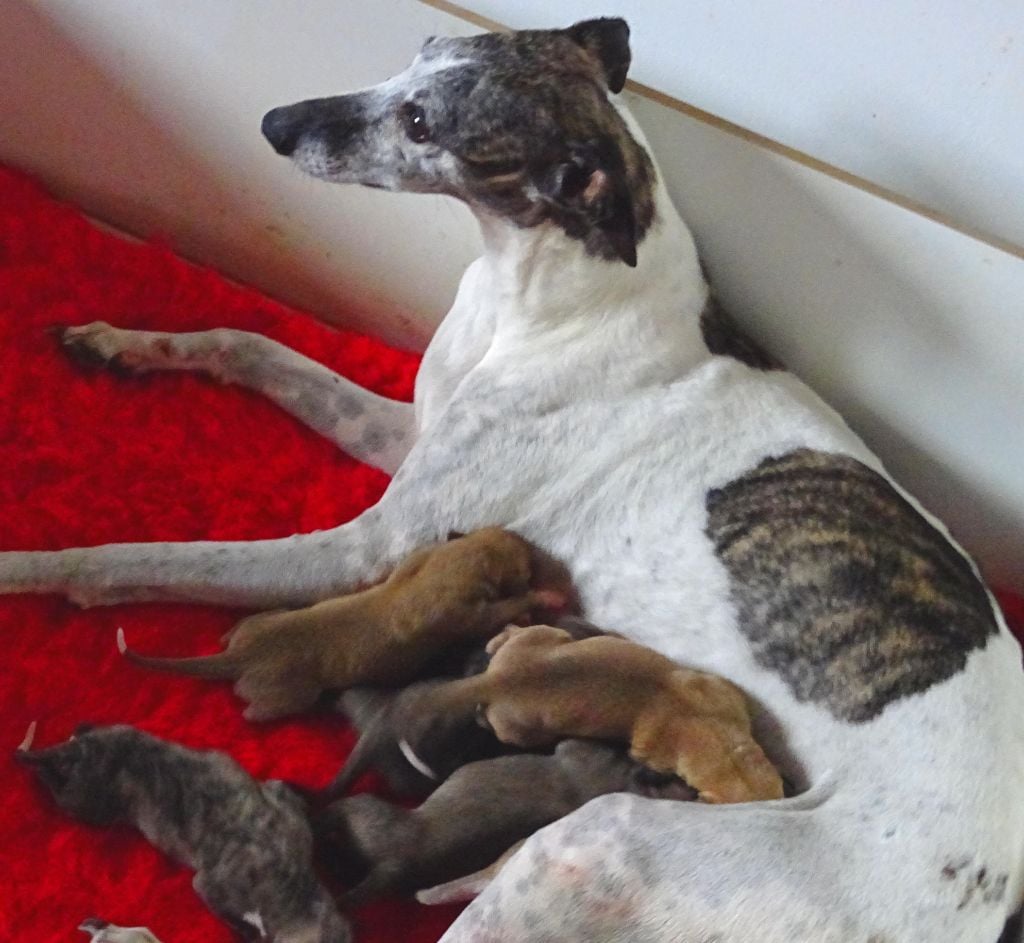 Chiot Whippet Charlotina's