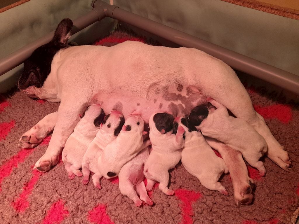 Chiot Bouledogue français des Terres du Forez