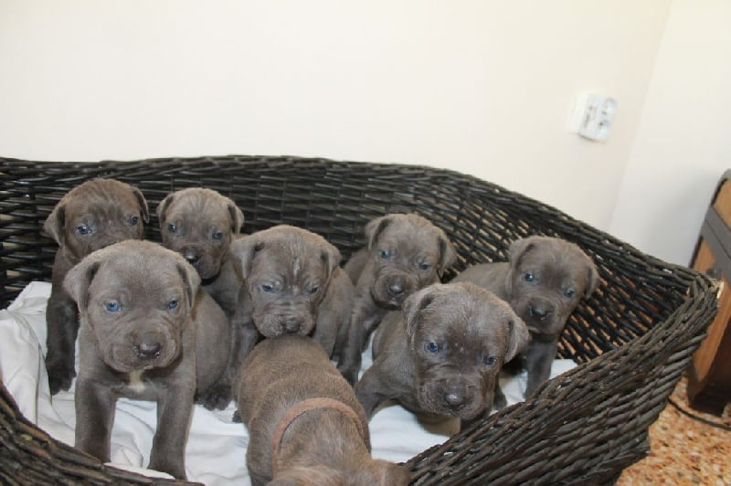 du Domaine de la Ternoise - Cane Corso - Portée née le 20/03/2015