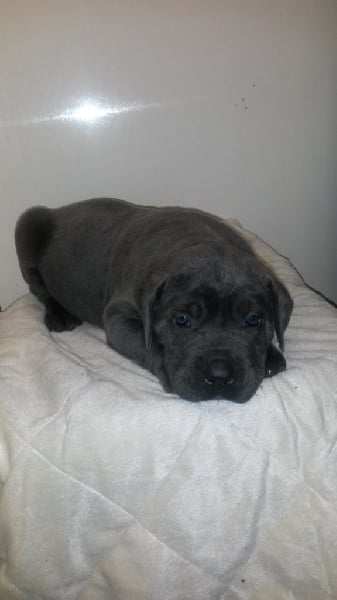 du Domaine de la Ternoise - Cane Corso - Portée née le 05/11/2015