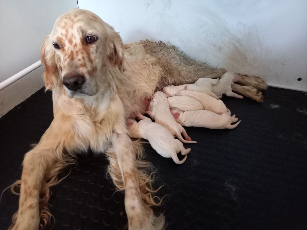 Des pics Bigourdans - Naissance des chiots de Luz et Marlon