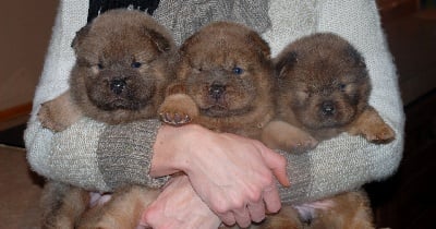 Naissance de très beaux bébés tous de couleur fawn (marron glacé)