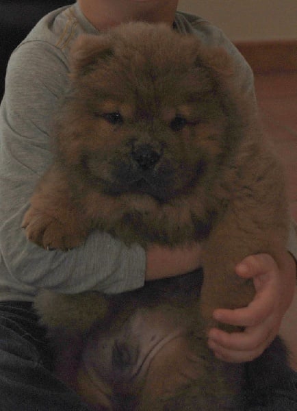 of Chow Paradise - Chiots disponibles - Chow Chow