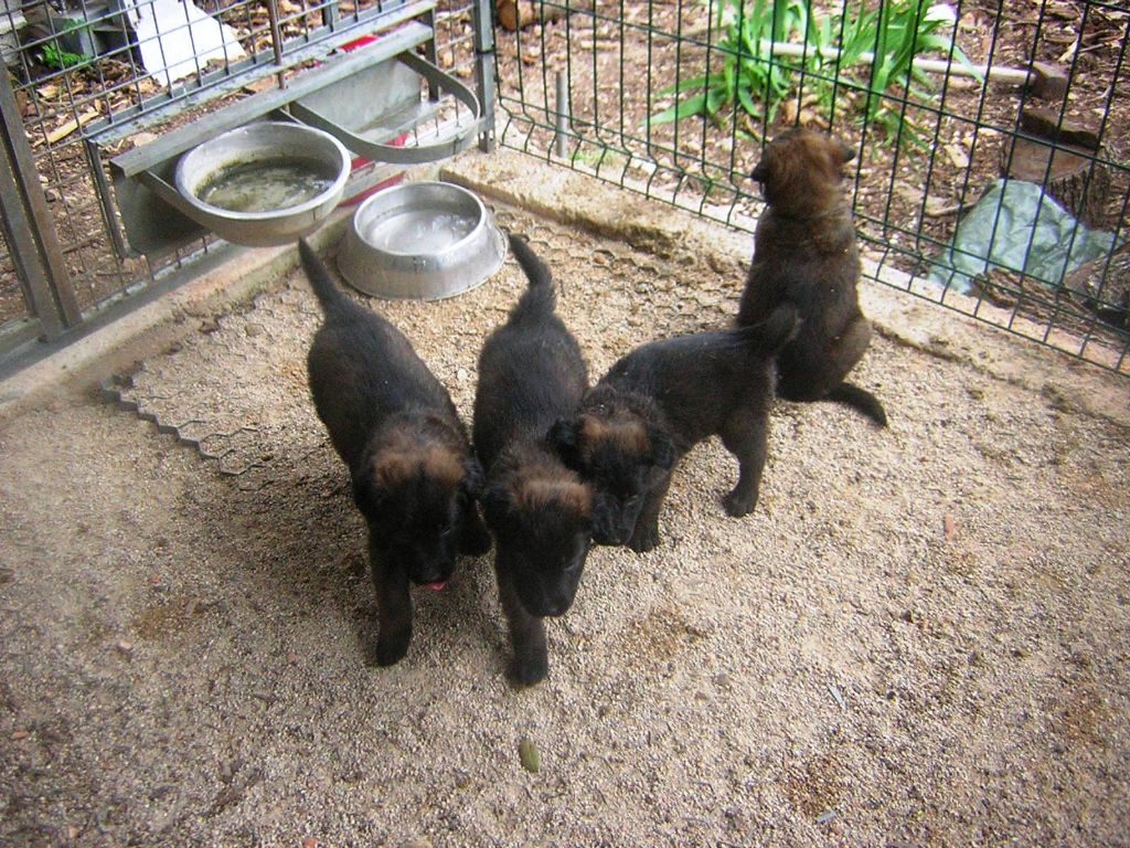 Chiot Berger Belge de la nation du loup