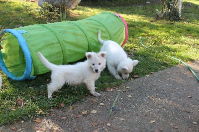 der Weibe Stern - chiots disponibles