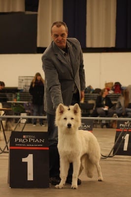 der Weibe Stern - Exposition de Martini dogshow