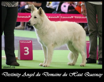 der Weibe Stern - résultat du World Dog Show