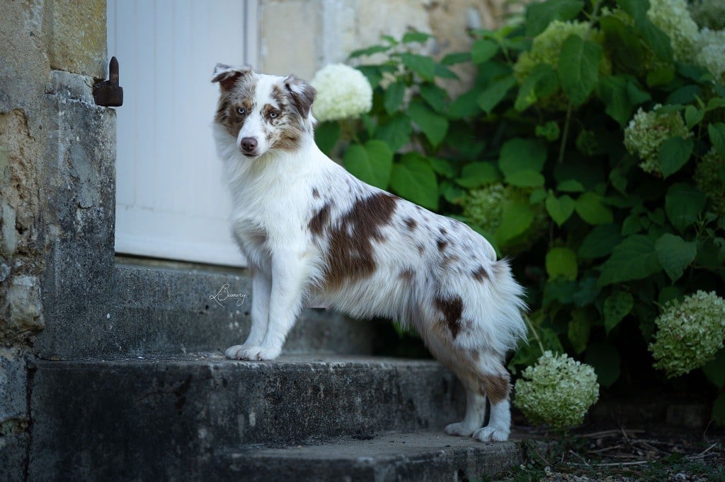 News portée chiots