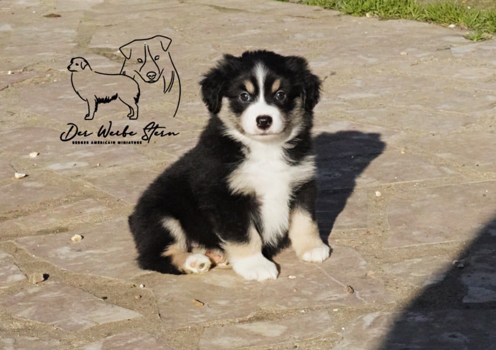 Nouvelles photos de nos chiots disponibles