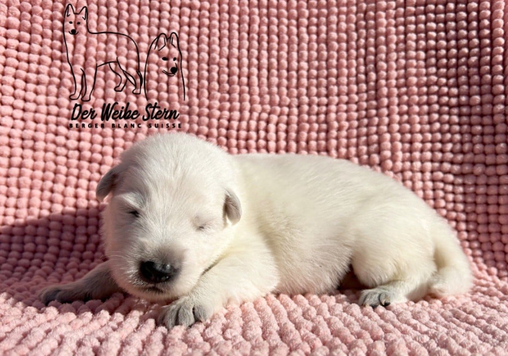 der Weibe Stern - Chiots disponibles - Berger Blanc Suisse