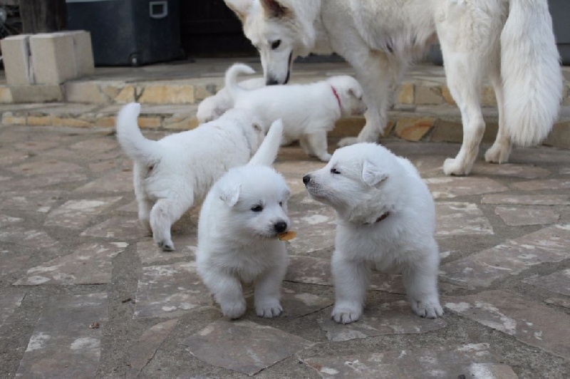 der Weibe Stern - Berger Blanc Suisse - Portée née le 09/07/2015