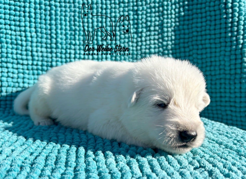 der Weibe Stern - Chiots disponibles - Berger Blanc Suisse