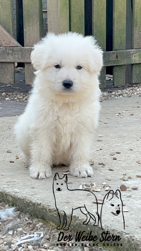 der Weibe Stern - Chiots disponibles - Berger Blanc Suisse