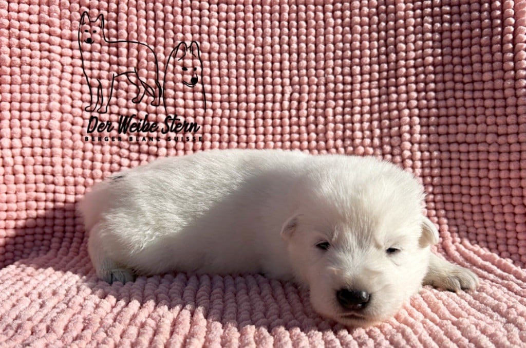 der Weibe Stern - Chiots disponibles - Berger Blanc Suisse