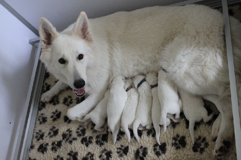 der Weibe Stern - Berger Blanc Suisse - Portée née le 18/08/2014