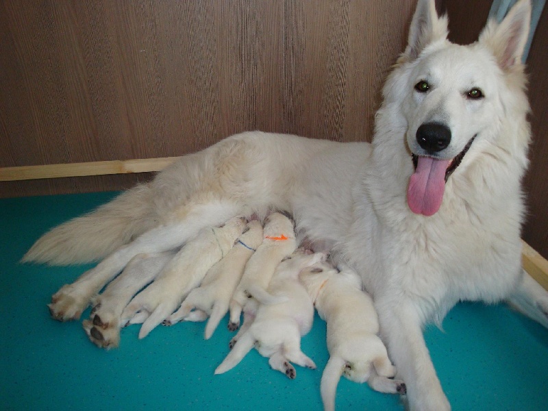 der Weibe Stern - Berger Blanc Suisse - Portée née le 06/07/2010