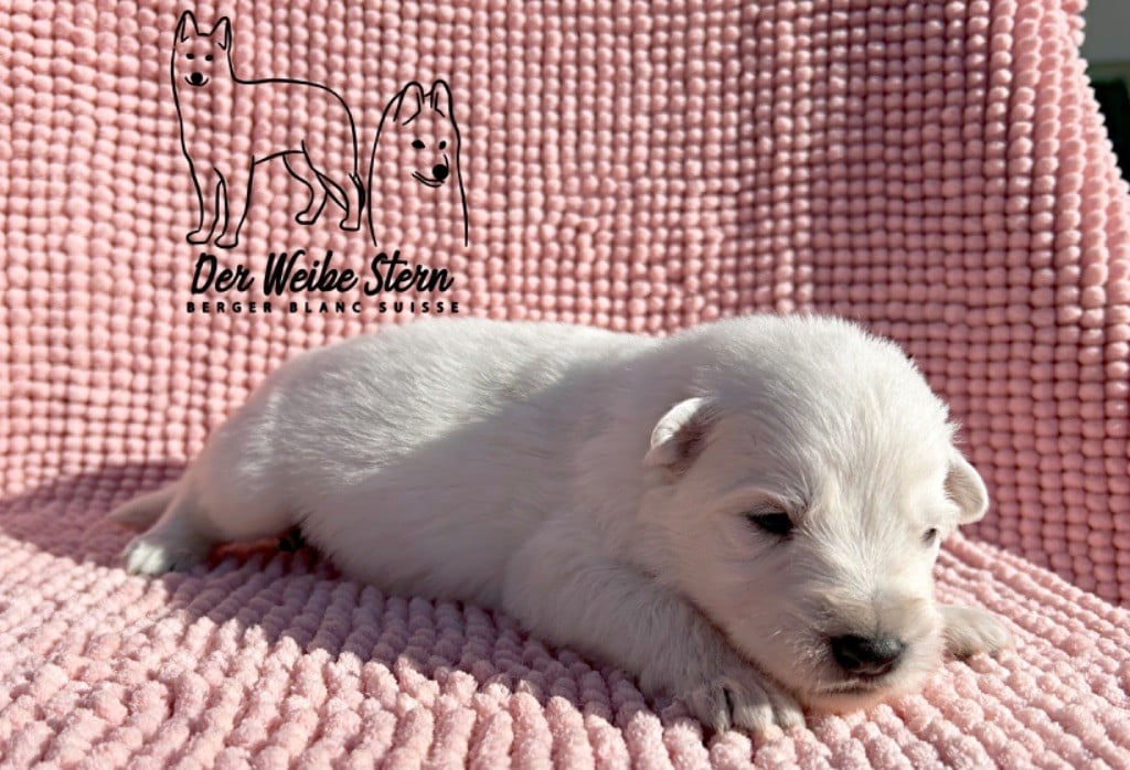 der Weibe Stern - Chiots disponibles - Berger Blanc Suisse