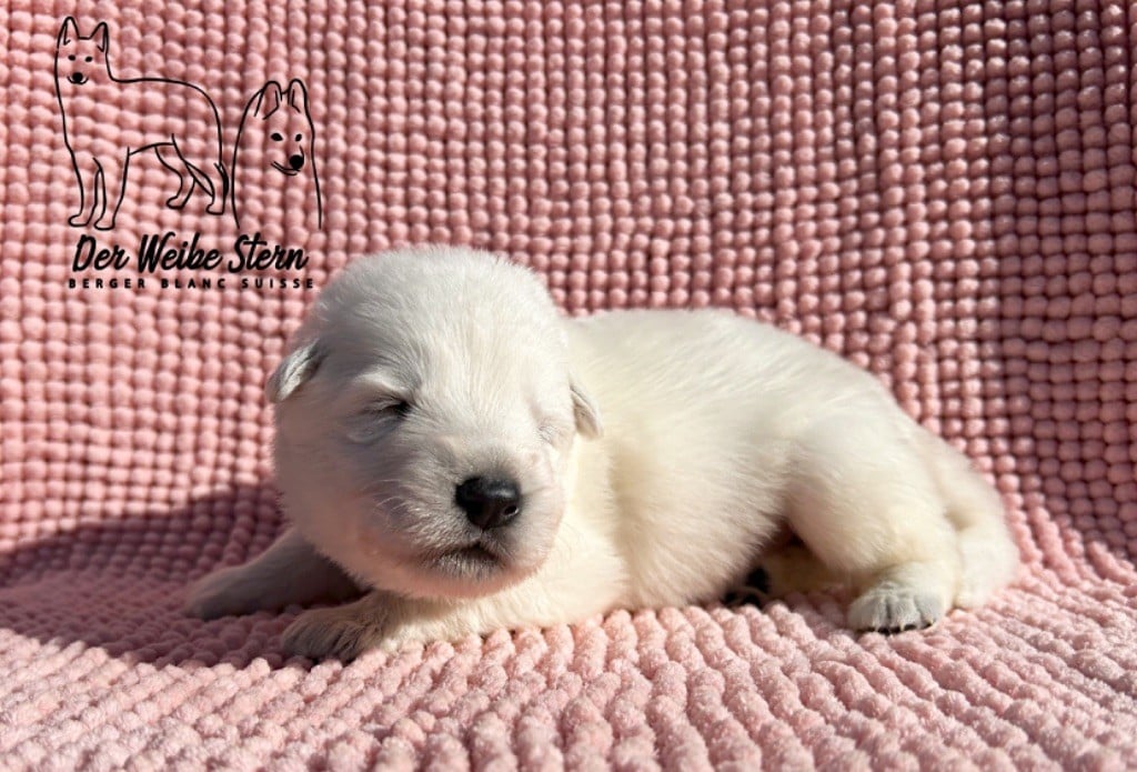 der Weibe Stern - Chiots disponibles - Berger Blanc Suisse