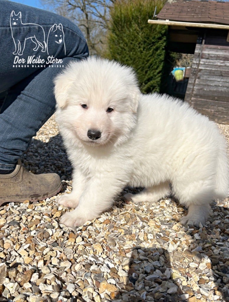 der Weibe Stern - Chiots disponibles - Berger Blanc Suisse