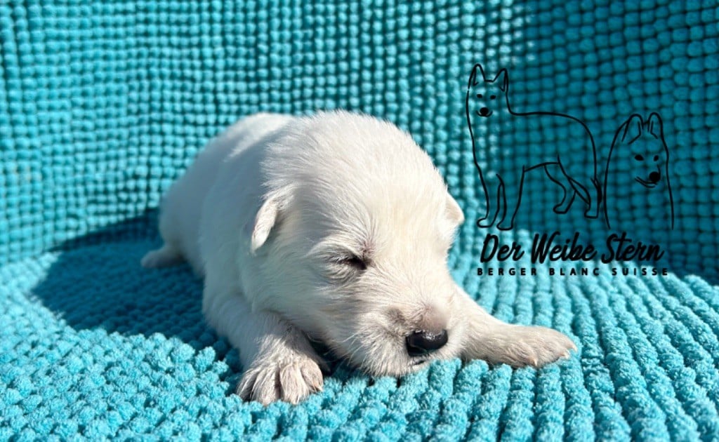 der Weibe Stern - Chiots disponibles - Berger Blanc Suisse