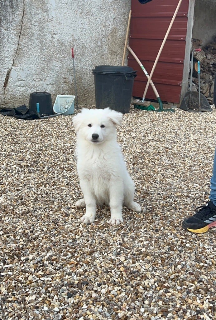 der Weibe Stern - Chiots disponibles - Berger Blanc Suisse