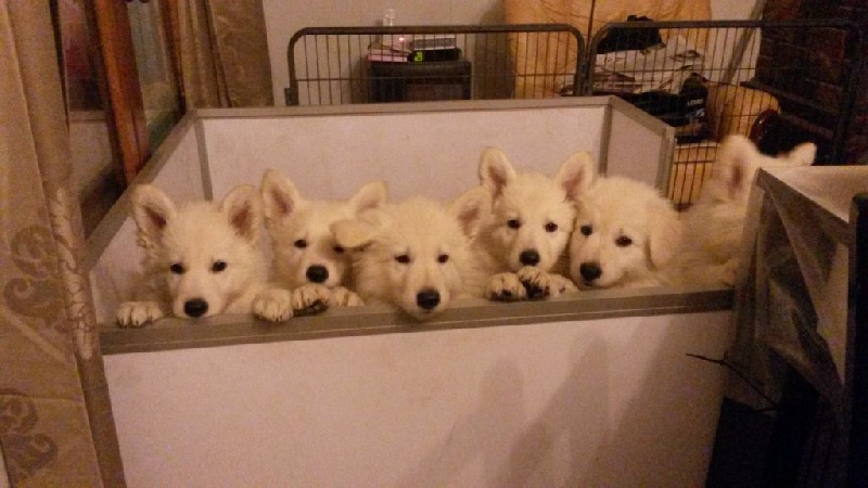 der Weibe Stern - Berger Blanc Suisse - Portée née le 20/10/2015