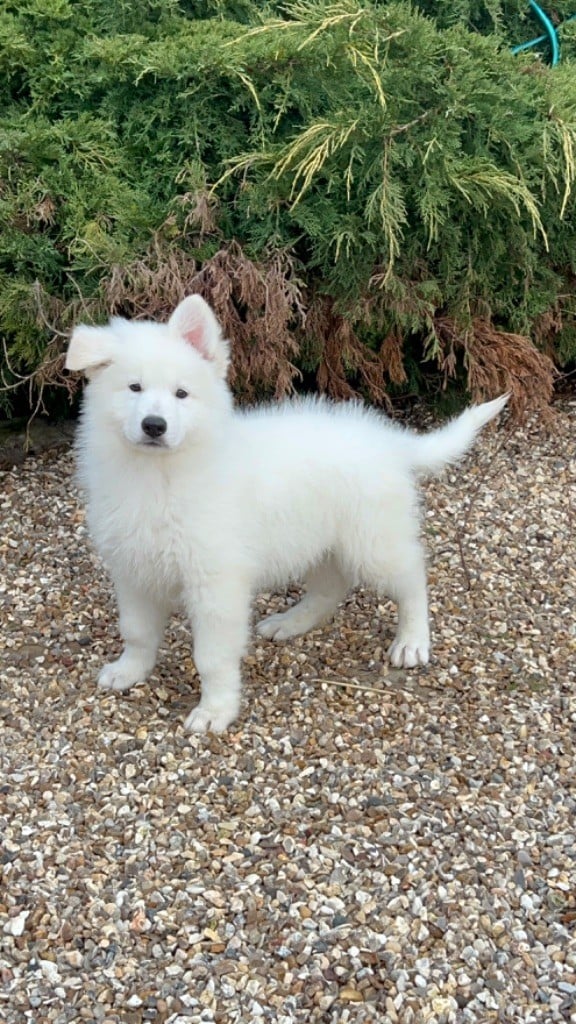 der Weibe Stern - Chiots disponibles - Berger Blanc Suisse