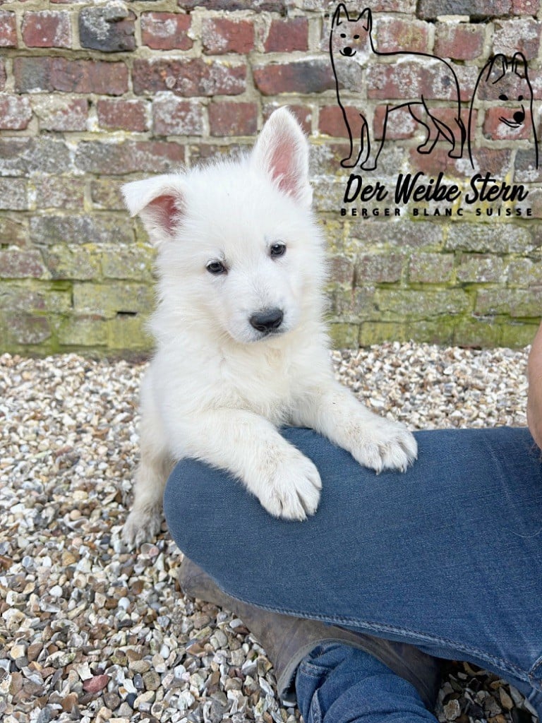 der Weibe Stern - Chiots disponibles - Berger Blanc Suisse