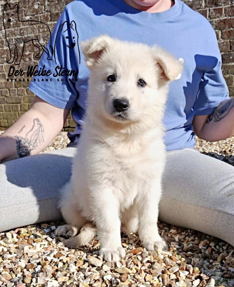 der Weibe Stern - Chiots disponibles - Berger Blanc Suisse