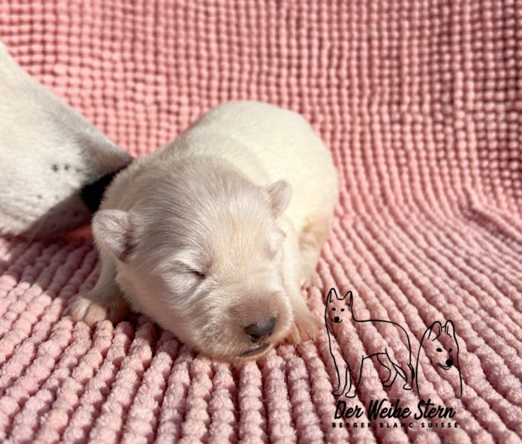 der Weibe Stern - Chiots disponibles - Berger Blanc Suisse