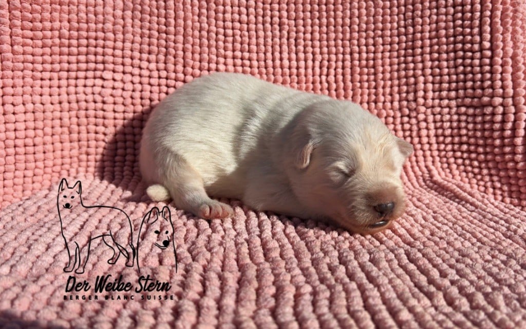 der Weibe Stern - Chiots disponibles - Berger Blanc Suisse