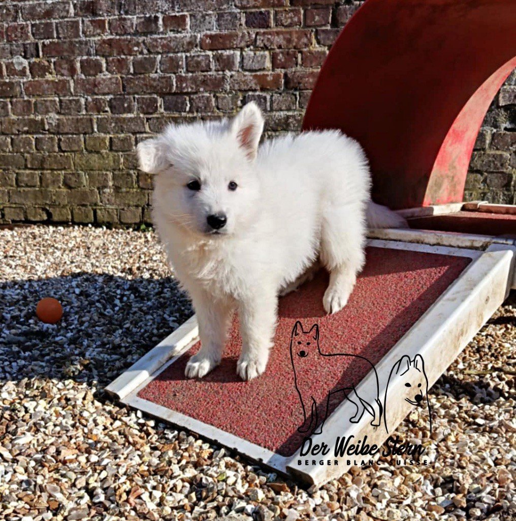 der Weibe Stern - Chiots disponibles - Berger Blanc Suisse