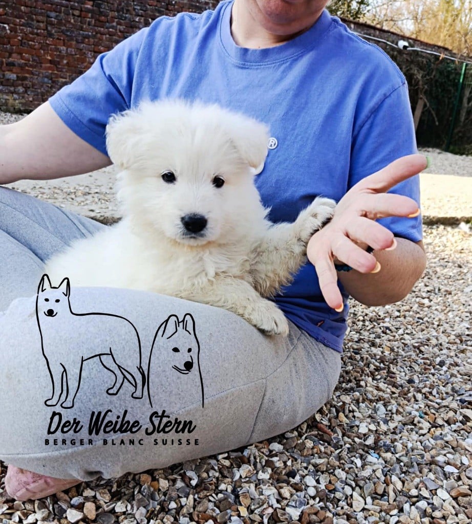 der Weibe Stern - Chiots disponibles - Berger Blanc Suisse