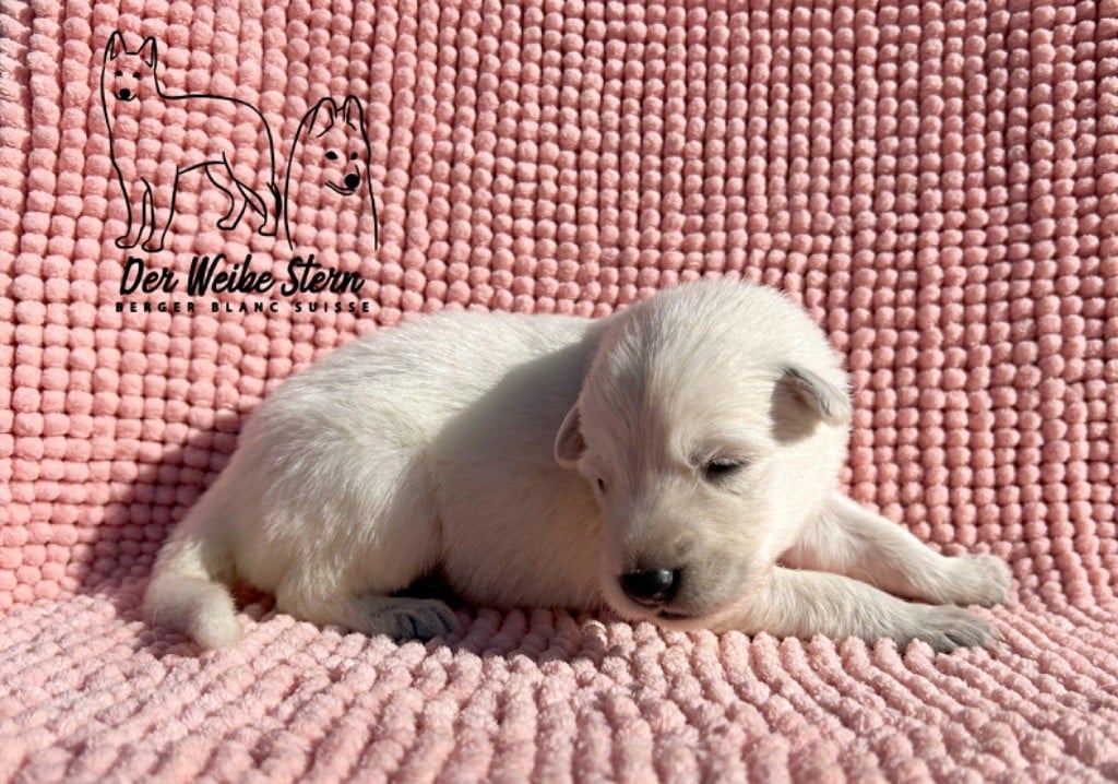 der Weibe Stern - Chiots disponibles - Berger Blanc Suisse