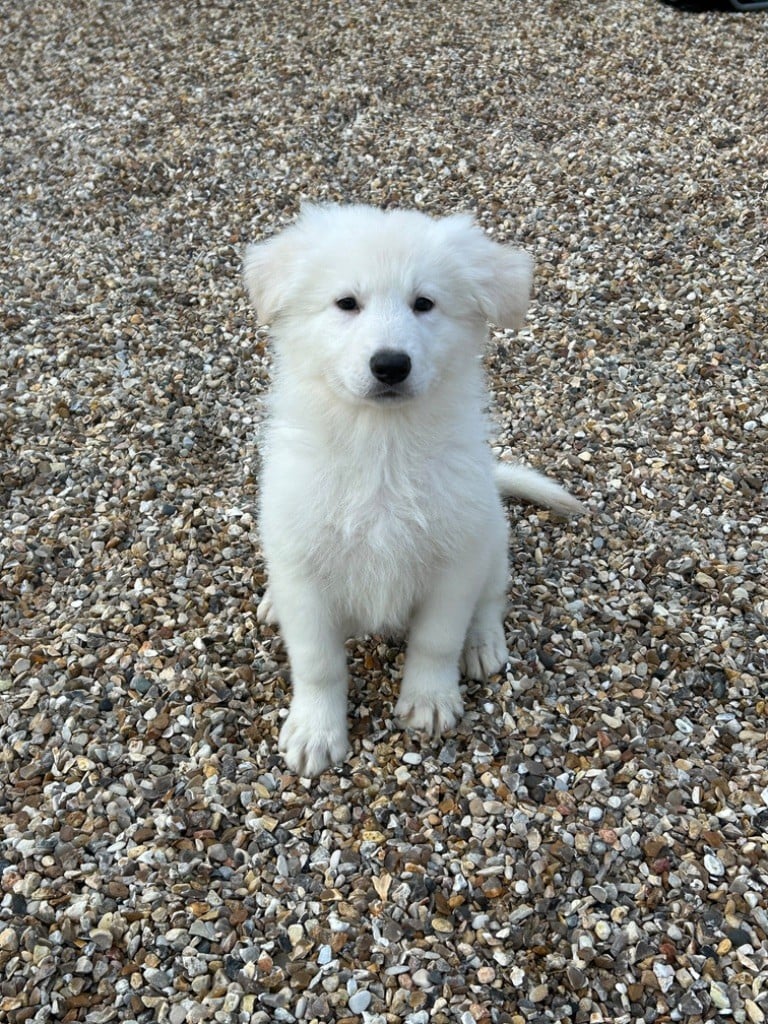 der Weibe Stern - Chiots disponibles - Berger Blanc Suisse