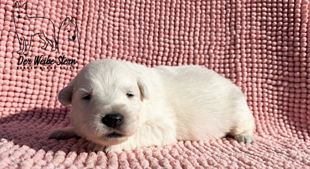 der Weibe Stern - Chiots disponibles - Berger Blanc Suisse