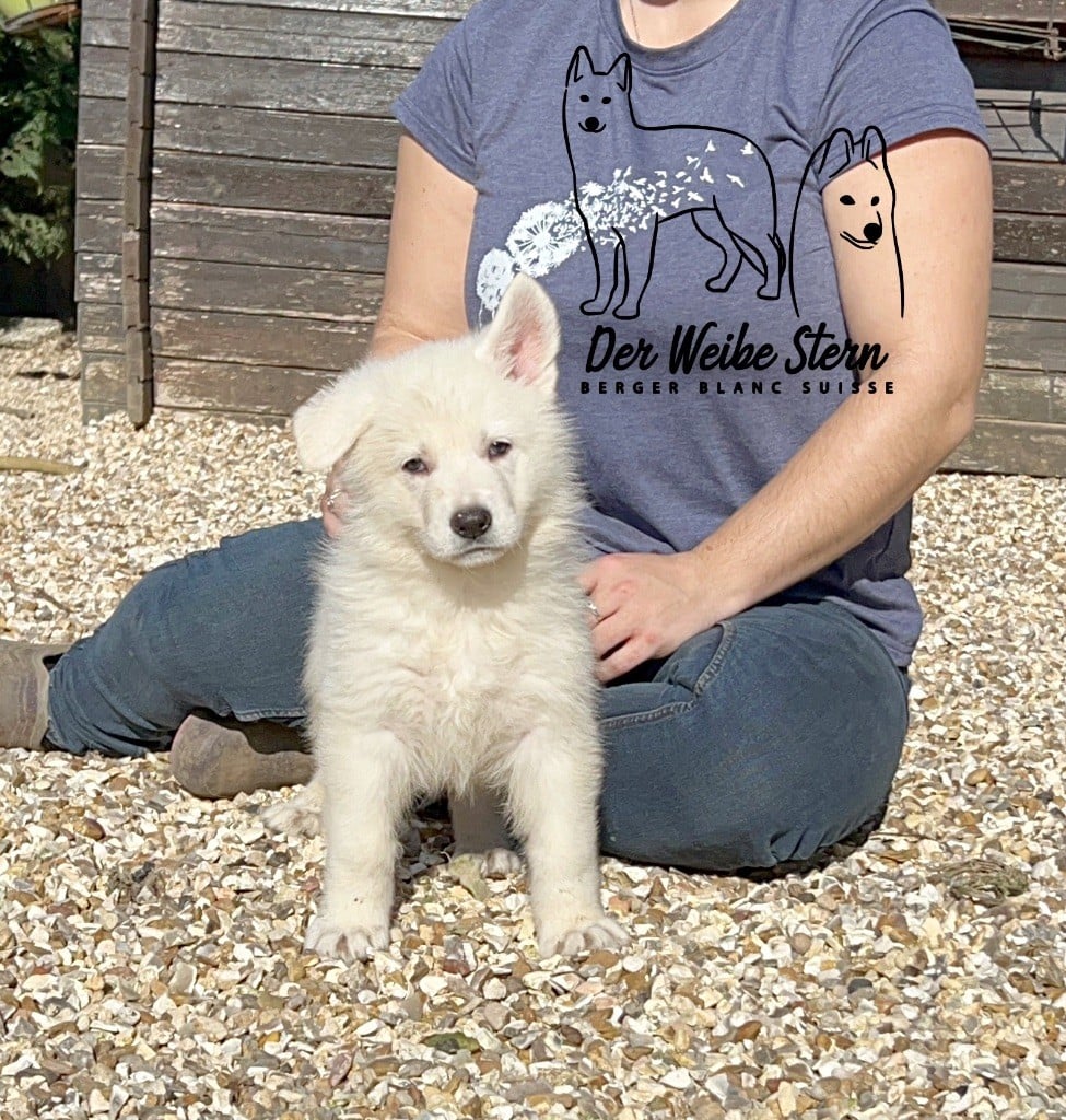 der Weibe Stern - Chiots disponibles - Berger Blanc Suisse