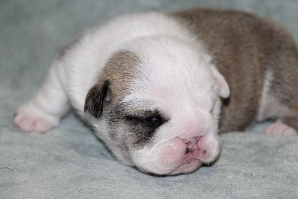 des Dunes de Mondopale - Chiots disponibles - Bulldog Anglais