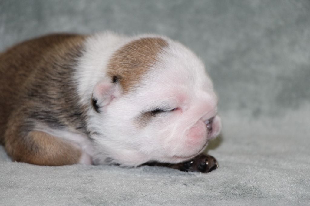 des Dunes de Mondopale - Chiots disponibles - Bulldog Anglais