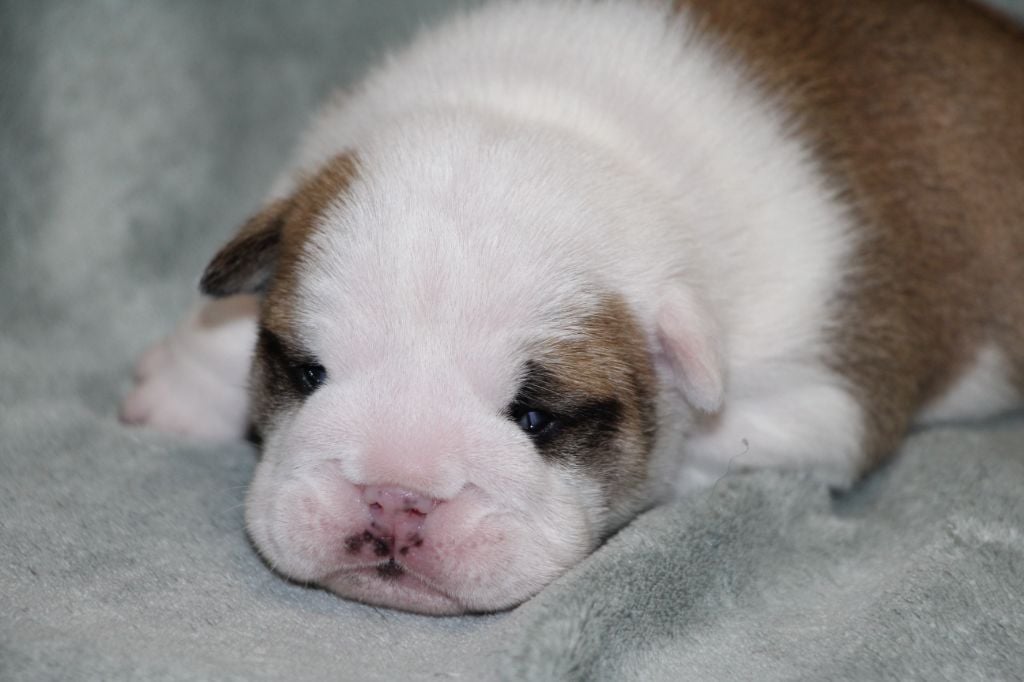 des Dunes de Mondopale - Chiots disponibles - Bulldog Anglais