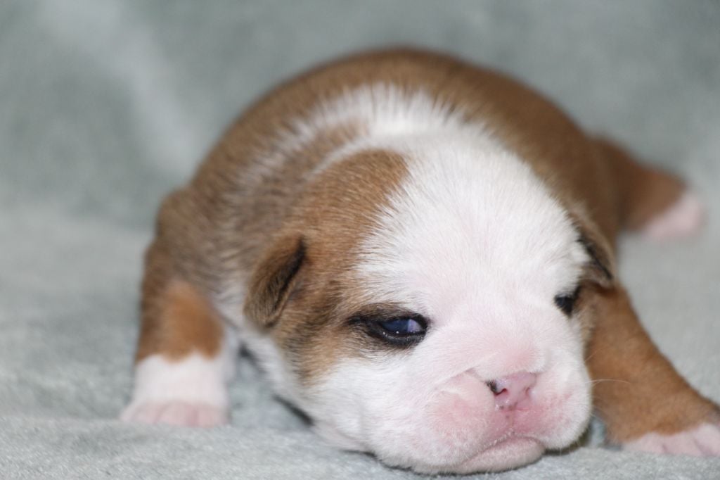 des Dunes de Mondopale - Chiots disponibles - Bulldog Anglais