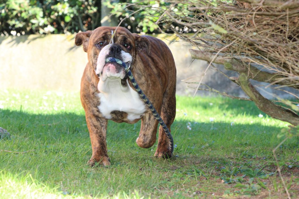 des Dunes de Mondopale - Chiots disponibles - Bulldog Anglais