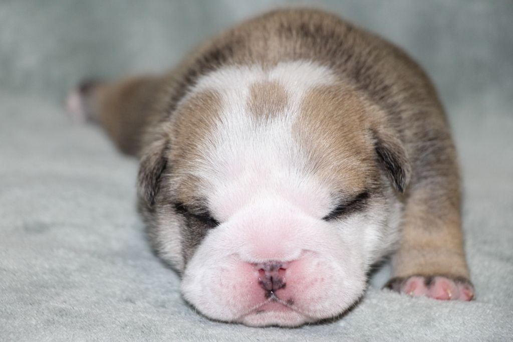 des Dunes de Mondopale - Chiots disponibles - Bulldog Anglais