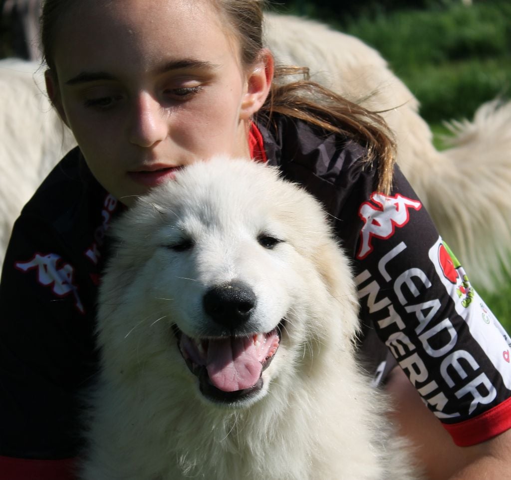 du Vieux Moulin de Coere - Chiots disponibles - Chien de Montagne des Pyrenees