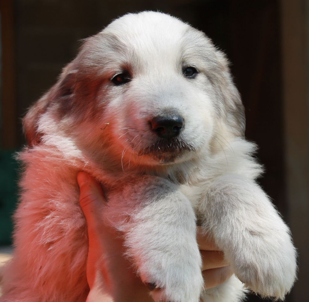 du Vieux Moulin de Coere - Chiots disponibles - Chien de Montagne des Pyrenees