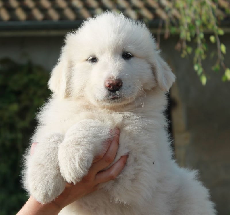 du Vieux Moulin de Coere - Chiots disponibles - Chien de Montagne des Pyrenees