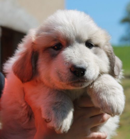 du Vieux Moulin de Coere - Chiots disponibles - Chien de Montagne des Pyrenees