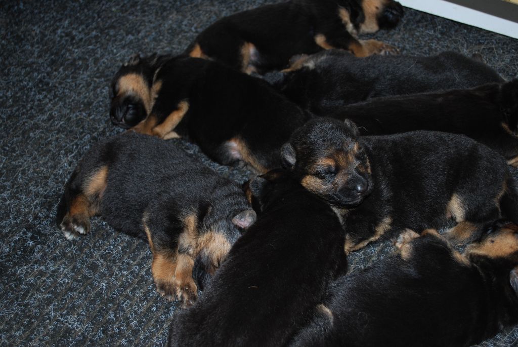 des Greniers du Roy - des chiots de LORIK a réserver chez J-CLAUDE CARLES